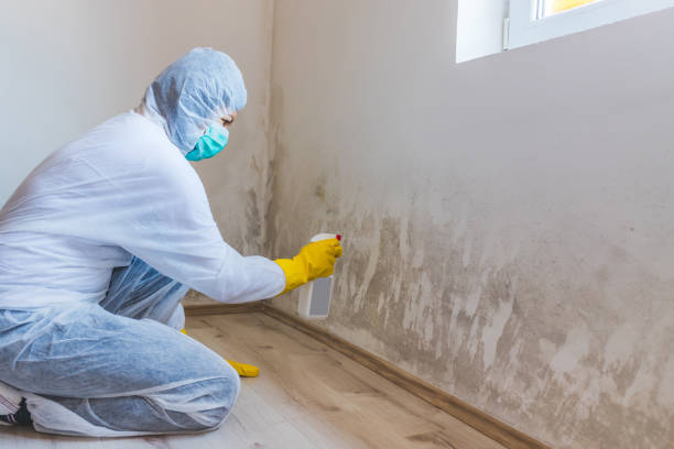 Licensed Mold Remediation service in Lynnwood, WA - WQB Mold Removal